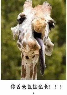 娱乐吃瓜君长颈鹿,娱乐吃瓜君的趣味解读