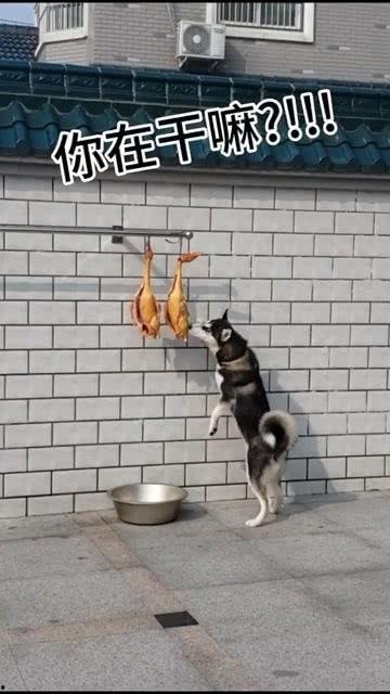 娱乐吃瓜酱送小狗视频下载,萌宠来袭，温馨瞬间尽收眼底