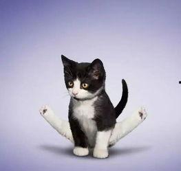 娱乐吃瓜酱找猫