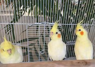 娱乐吃瓜君爆料遛鸟,遛鸟背后的明星趣事大揭秘